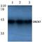 Atypical Chemokine Receptor 3 antibody, A02656, Boster Biological Technology, Western Blot image 