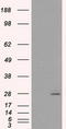 Prolactin antibody, LS-C114804, Lifespan Biosciences, Western Blot image 