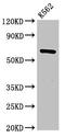 Chromodomain Y Like antibody, CSB-PA896685LA01HU, Cusabio, Western Blot image 