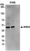 WW Domain Containing Oxidoreductase antibody, NBP2-32122, Novus Biologicals, Western Blot image 