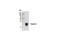 Troponin I3, Cardiac Type antibody, 4002S, Cell Signaling Technology, Western Blot image 