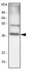 CCAAT Enhancer Binding Protein Beta antibody, LS-B2926, Lifespan Biosciences, Western Blot image 