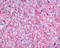 Neuromedin B Receptor antibody, TA341019, Origene, Immunohistochemistry frozen image 