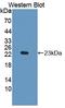 Indoleamine 2,3-Dioxygenase 1 antibody, LS-C372780, Lifespan Biosciences, Western Blot image 