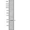 RAB19, Member RAS Oncogene Family antibody, abx218110, Abbexa, Western Blot image 