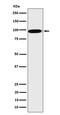 CLPTM1 Regulator Of GABA Type A Receptor Forward Trafficking antibody, M08423, Boster Biological Technology, Western Blot image 