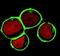 Linker For Activation Of T Cells Family Member 2 antibody, NB500-341, Novus Biologicals, Immunocytochemistry image 