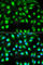 Gem Nuclear Organelle Associated Protein 2 antibody, A3082, ABclonal Technology, Immunofluorescence image 