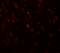 Teashirt homolog 3 antibody, 6759, ProSci, Immunofluorescence image 