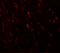 Teashirt Zinc Finger Homeobox 3 antibody, 6759, ProSci, Immunofluorescence image 