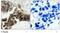 NFKB Inhibitor Alpha antibody, GTX79042, GeneTex, Immunohistochemistry paraffin image 