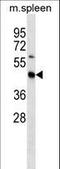 STE20 Related Adaptor Beta antibody, LS-C164584, Lifespan Biosciences, Western Blot image 