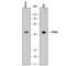 Fc Receptor Like A antibody, AF7965, R&D Systems, Western Blot image 