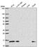 Phosphatidylinositol-5-Phosphate 4-Kinase Type 2 Gamma antibody, PA5-66180, Invitrogen Antibodies, Western Blot image 