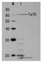 TATA-Box Binding Protein Associated Factor 6 antibody, GTX64180, GeneTex, Western Blot image 