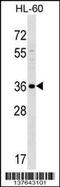 SPARC (Osteonectin), Cwcv And Kazal Like Domains Proteoglycan 3 antibody, 59-465, ProSci, Western Blot image 