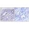 Nuclear Receptor Subfamily 4 Group A Member 1 antibody, MBS9403287, MyBioSource, Immunohistochemistry paraffin image 