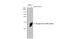 Dengue virus antibody, GTX124246, GeneTex, Western Blot image 