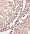 Cyclin B1 antibody, MBS9211743, MyBioSource, Immunohistochemistry frozen image 