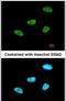 Myocyte Enhancer Factor 2A antibody, PA5-27380, Invitrogen Antibodies, Immunofluorescence image 