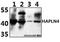 Hyaluronan And Proteoglycan Link Protein 4 antibody, A13670, Boster Biological Technology, Western Blot image 
