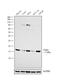 Cytochrome C Oxidase Subunit 4I1 antibody, PA5-29992, Invitrogen Antibodies, Western Blot image 