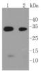 Caspase 6 antibody, A02631-2, Boster Biological Technology, Western Blot image 