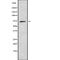 Cell Division Cycle 16 antibody, abx149113, Abbexa, Western Blot image 