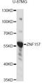 Zinc Finger Protein 157 antibody, LS-C749329, Lifespan Biosciences, Western Blot image 