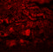 Phospholipid Phosphatase 7 (Inactive) antibody, 5519, ProSci, Immunofluorescence image 