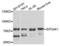 Eukaryotic Translation Initiation Factor 2 Alpha Kinase 1 antibody, LS-C332558, Lifespan Biosciences, Western Blot image 