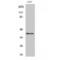 RAD51 Paralog C antibody, LS-C385741, Lifespan Biosciences, Western Blot image 