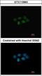 Methionine Adenosyltransferase 2B antibody, GTX115863, GeneTex, Immunofluorescence image 