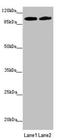 Phosphodiesterase 6A antibody, LS-C676232, Lifespan Biosciences, Western Blot image 