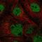 Actin Like 6A antibody, NBP2-55376, Novus Biologicals, Immunofluorescence image 