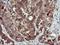 Serpin Family B Member 1 antibody, NBP2-03828, Novus Biologicals, Immunohistochemistry frozen image 