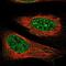 Tet Methylcytosine Dioxygenase 1 antibody, PA5-53896, Invitrogen Antibodies, Immunofluorescence image 