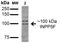 ATF4 antibody, orb150622, Biorbyt, Western Blot image 