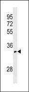 Olfactory Receptor Family 52 Subfamily I Member 1 antibody, PA5-49176, Invitrogen Antibodies, Western Blot image 