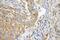 Myosin Heavy Chain 9 antibody, 11128-1-AP, Proteintech Group, Immunohistochemistry frozen image 