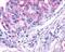 Adhesion G Protein-Coupled Receptor A2 antibody, NLS2167, Novus Biologicals, Immunohistochemistry frozen image 