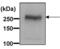 ATP Binding Cassette Subfamily A Member 1 antibody, PA1-16789, Invitrogen Antibodies, Western Blot image 