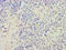 Arginine Vasopressin antibody, CSB-PA11069A0Rb, Cusabio, Immunohistochemistry frozen image 