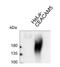 Carcinoembryonic Antigen Related Cell Adhesion Molecule 3 antibody, NBP2-54624, Novus Biologicals, Western Blot image 