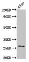 Heat Shock Protein Family B (Small) Member 1 antibody, CSB-PA10869A0Rb, Cusabio, Western Blot image 