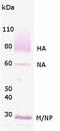 Influenza A Virus H1N1 antibody, 20303, QED Bioscience, Western Blot image 