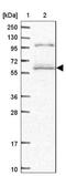 SMG9 Nonsense Mediated MRNA Decay Factor antibody, NBP2-13354, Novus Biologicals, Western Blot image 