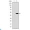 Kinesin Family Member 22 antibody, LS-C812670, Lifespan Biosciences, Western Blot image 