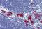 Ras Association Domain Family Member 2 antibody, orb89188, Biorbyt, Immunohistochemistry paraffin image 