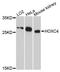 Homeobox C4 antibody, A09869, Boster Biological Technology, Western Blot image 